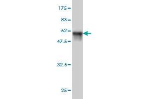 Western Blotting (WB) image for anti-FSHD Region Gene 1 (FRG1) (AA 1-258) antibody (ABIN560950)