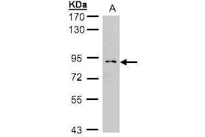WB Image Sample(30 ug whole cell lysate) A:H1299 7. (GCS1 抗体)
