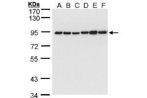 Western Blotting (WB) image for anti-Calnexin (CANX) (Internal Region) antibody (ABIN2855124)