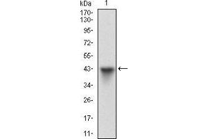 Western blot analysis using HSF1 mAb against human HSF1 (AA: 256-359) recombinant protein. (HSF1 抗体  (AA 256-359))