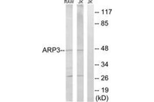 Western blot analysis of extracts from Jurkat/RAW264. (ACTR3 抗体  (AA 369-418))