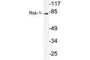 Western blot analysis of Rsk-1 antibody in extracts from 3T3cells. (RPS6KA1 抗体)