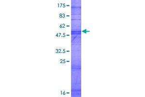 Image no. 1 for Olfactory Receptor, Family 2, Subfamily T, Member 10 (OR2T10) (AA 1-312) protein (GST tag) (ABIN1313509) (OR2T10 Protein (AA 1-312) (GST tag))