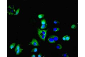 Immunofluorescence (IF) image for anti-Aquaporin 3 (Gill Blood Group) (AQP3) (AA 210-244) antibody (ABIN7144511)