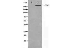 Western blot analysis on A549 cell lysate using EDD Antibody,The lane on the left is treated with the antigen-specific peptide. (UBR5 抗体  (N-Term))