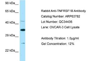 Western Blotting (WB) image for anti-Tumor Necrosis Factor Receptor Superfamily, Member 1B (TNFRSF1B) (N-Term) antibody (ABIN2789622) (TNFRSF1B 抗体  (N-Term))
