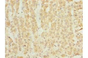 Immunohistochemistry of paraffin-embedded human adrenal gland tissue using ABIN7151524 at dilution of 1:100 (ELMOD1 抗体  (AA 185-334))