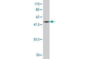 Western Blotting (WB) image for anti-Proteasome (Prosome, Macropain) Subunit, beta Type 10 (PSMB10) (AA 1-273) antibody (ABIN519388)