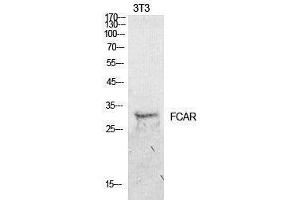 Western Blotting (WB) image for anti-Fc Fragment of IgA, Receptor For (FCAR) (Internal Region) antibody (ABIN6283252)