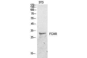 Western Blotting (WB) image for anti-Fc Fragment of IgA, Receptor For (FCAR) (Internal Region) antibody (ABIN3181421) (FCAR 抗体  (Internal Region))