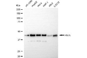 Western blotting analysis using FNTA antibody (ABIN7798575). (Recombinant FNTA 抗体)
