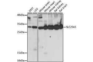 Western blot analysis of extracts of various cell lines, using SLC25 antibody (ABIN7270430) at 1:1000 dilution. (SLC25A5 抗体  (AA 150-250))