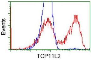 HEK293T cells transfected with either RC207129 overexpress plasmid (Red) or empty vector control plasmid (Blue) were immunostained by anti-TCP11L2 antibody (ABIN2453715), and then analyzed by flow cytometry. (TCP11L2 抗体)