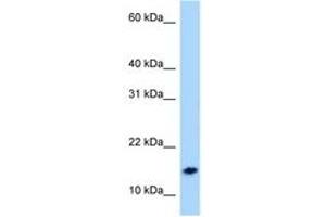 Image no. 1 for anti-Neuropeptide S (NPS) (AA 9-58) antibody (ABIN6747997) (NPS 抗体  (AA 9-58))