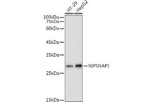 Western blot analysis of extracts of various cell lines, using NIPSN antibody (ABIN7265337) at 1:1000 dilution. (NIPSNAP1 抗体)