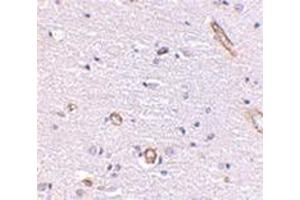 Immunohistochemistry of Syntaphilin in human brain with this product at 5 μg/ml. (Syntaphilin 抗体  (Center))