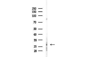 Western blot analysis of lysates from Mouse liver, using UBB Antibody at 1/1000 dilution.