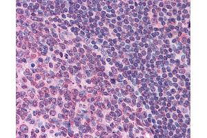 Anti-FPR1 antibody IHC of human tonsil. (FPR1 抗体  (Extracellular Domain))