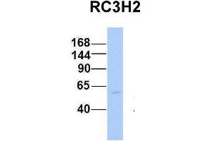 Host:  Rabbit  Target Name:  RC3H2  Sample Type:  Human Fetal Heart  Antibody Dilution:  1. (RC3H2 抗体  (Middle Region))