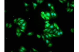 Immunofluorescence staining of HepG2 cells with ABIN7161970 at 1:266, counter-stained with DAPI. (NOL3 抗体  (AA 1-208))