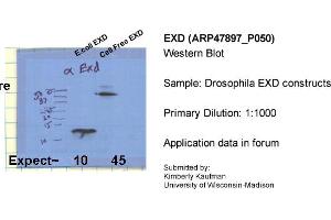 Sample Type: Drosophila EXD constructsPrimary Dilution: 1:1000 (EXD (C-Term) 抗体)