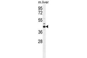 AHCY Antibody (N-term) western blot analysis in mouse liver tissue lysates (35 µg/lane). (AHCY 抗体  (N-Term))