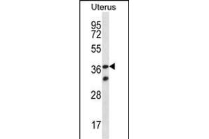 OR4X2 Antibody (C-term) (ABIN657189 and ABIN2846313) western blot analysis in human normal Uterus tissue lysates (35 μg/lane). (OR4X2 抗体  (C-Term))