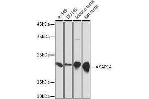 Western blot analysis of extracts of various cell lines, using  Rabbit mAb (ABIN7265351) at 1:1000 dilution. (AKAP14 抗体)