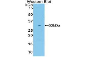 Western Blotting (WB) image for anti-Mitogen-Activated Protein Kinase 11 (MAPK11) (AA 38-277) antibody (ABIN3206665) (MAPK11 抗体  (AA 38-277))