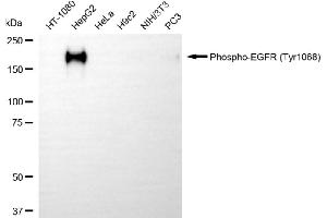 Western blotting analysis using phospho-EGFR (Tyr) antibody (ABIN7798464). (Recombinant EGFR 抗体  (pTyr1068))