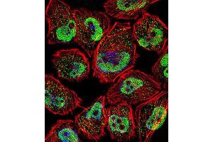 Immunofluorescence (IF) image for anti-Kruppel-Like Factor 5 (Intestinal) (KLF5) antibody (ABIN3003155) (KLF5 抗体)