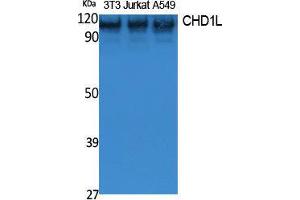 Western Blotting (WB) image for anti-Chromodomain Helicase DNA Binding Protein 1-Like (CHD1L) (Internal Region) antibody (ABIN3178061) (CHD1L 抗体  (Internal Region))