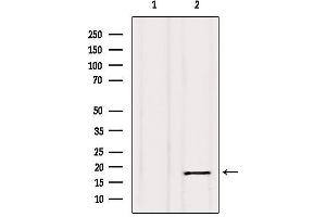 Western Blotting (WB) image for anti-Calmodulin 1 (Calm1) antibody (ABIN6260417)