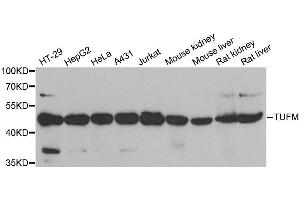 Western blot analysis of extracts of various cell lines, using TUFM antibody. (TUFM 抗体)