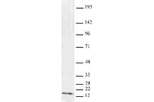 Histone H3 dimethyl Lys9 antibody tested by Western blot. (Histone 3 抗体  (H3K9me2))