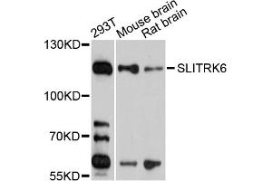 Western blot analysis of extracts of various cell lines, using SLITRK6 antibody (ABIN1875604) at 1:1000 dilution. (SLITRK6 抗体)