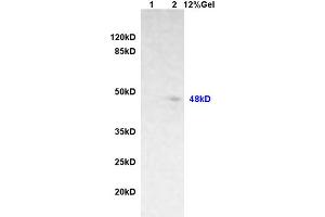 Lane 1: rat brain lysates Lane 2: rat heart lysates probed with Anti phospho-GFAP (Ser8) Polyclonal Antibody, Unconjugated (ABIN800838) at 1:200 in 4 °C. (GFAP 抗体  (pSer8))