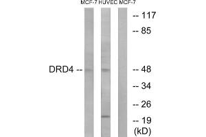 Western Blotting (WB) image for anti-Dopamine Receptor D4 (DRD4) (C-Term) antibody (ABIN1852847) (DRD4 抗体  (C-Term))