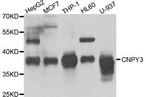 Western blot analysis of extracts of various cell lines, using CNPY3 antibody. (TNRC5 抗体)