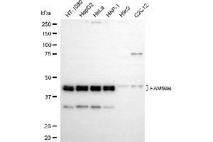 Western blotting analysis using FAM98B antibody (ABIN7798562). (Recombinant FAM98B 抗体)