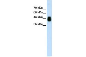 HOMER1 antibody used at 0. (HOMER1 抗体)