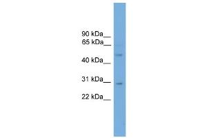 WB Suggested Anti-Dmrt3 Antibody Titration:  0. (DMRT3 抗体  (Middle Region))