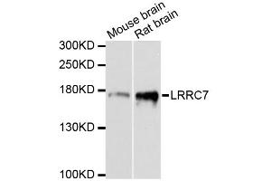 Western blot analysis of extracts of various cell lines, using LRRC7 antibody. (LRRC7 抗体)