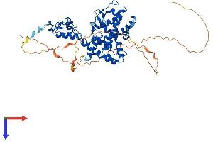 Retinoic Acid Receptor beta Protein (AA 1-482) (His tag)