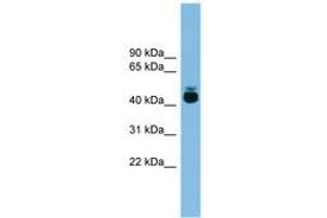 Image no. 1 for anti-G Protein-Coupled Receptor 87 (GPR87) (AA 251-300) antibody (ABIN6744725) (GPR87 抗体  (AA 251-300))