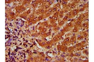 IHC image of ABIN7172799 diluted at 1:200 and staining in paraffin-embedded human liver tissue performed on a Leica BondTM system. (Transferrin Receptor 2 抗体  (AA 534-605))