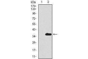 Western blot analysis using SCGB1A1 mAb against HEK293 (1) and SCGB1A1 (AA: 26-91)-hIgGFc transfected HEK293 (2) cell lysate. (SCGB1A1 抗体  (AA 26-91))