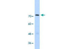 Western Blot analysis of transfected 293T cell lysate with GTF2IRD1 polyclonal antibody  at 2. (GTF2IRD1 抗体  (C-Term))