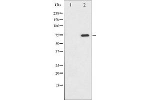 Western blot analysis of C-RAF phosphorylation expression in PMA treated NIH-3T3 whole cell lysates,The lane on the left is treated with the antigen-specific peptide. (RAF1 抗体  (pSer338))