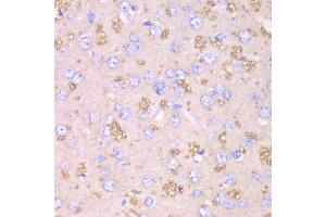 Immunohistochemistry of paraffin-embedded rat brain using TXN2 antibody (ABIN6291019) at dilution of 1:100 (40x lens). (TXN2 抗体)